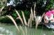 Озерна мембрана Natural Pools, Eco green 7219 зелена, армована 1.5 мм, 1.65мх25м 318157219001 318157219001 фото 1